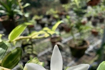 "Người đẹp Bình Dương" - giò lan bé xíu, siêu hiếm, giá bằng biệt thự hạng sang