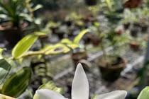 "Người đẹp Bình Dương" - giò lan bé xíu, siêu hiếm, giá bằng biệt thự hạng sang