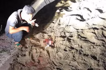 Video: "Tôi bất lực nhìn đàn chó dữ tấn công cháu bé"