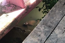 "Xác chết" sống lại, mở mắt nói chuyện khiến cảnh sát tá hoả