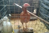 Chỉ có những người nuôi động vật mới hiểu: Gà nuôi hai năm bị chết, cậu bé mai táng cho trọn tình