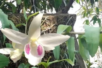 Chấn động những giò lan tiền tỷ, giới nhà giàu vẫn rút ví mua