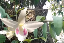 Chấn động những giò lan tiền tỷ, giới nhà giàu vẫn rút ví mua