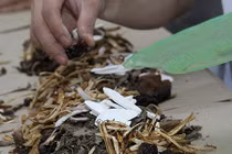 Bài thuốc “khắc tinh” của bệnh tăng huyết áp 