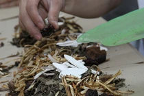 Bài thuốc “khắc tinh” của bệnh tăng huyết áp 