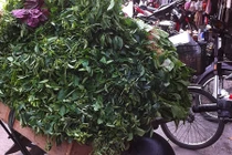 Mối nguy khôn lường ít biết khi mua rau ngót lá xoăn