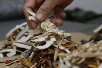 Các bài thuốc chống lão hóa