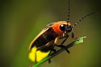 Sự khác nhau giữa đom đóm bay và đom đóm bò