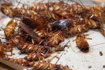 Lý giải hiện tượng gián chết nằm ngửa