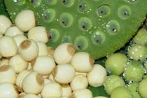 Rượu hạt sen giúp đàn ông chữa xuất tinh sớm