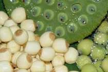 Rượu hạt sen giúp đàn ông chữa xuất tinh sớm