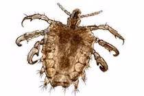 Sự khác biệt giữa côn trùng nội và ngoại ký sinh