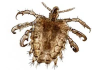 Sự khác biệt giữa côn trùng nội và ngoại ký sinh