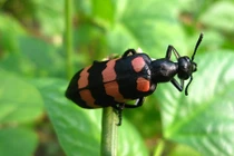 Chết thảm khốc vì ăn bọ xít nhưng nhầm phải sâu độc 