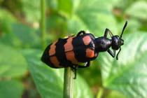 Chết thảm khốc vì ăn bọ xít nhưng nhầm phải sâu độc 