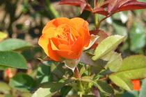 Điều ít biết về cách phân loại giống hoa hồng