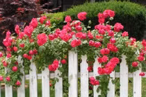 Cách "thúc" hoa hồng nở rực rỡ