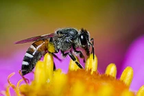 Phân biệt côn trùng có lợi và côn trùng có ích