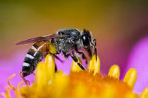 Phân biệt côn trùng có lợi và côn trùng có ích