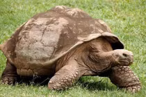 Nhiệt độ nào thích hợp cho rùa núi vàng sinh sản?