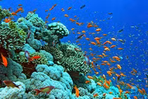 Vùng biển nào ở Việt Nam có nhiều san hô nhất?