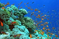 Vùng biển nào ở Việt Nam có nhiều san hô nhất?