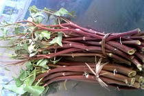 Rau muống đỏ chữa bệnh trĩ, trị tiểu đường