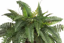 Cách đặt cây dương xỉ Boston để hút khí độc trong nhà