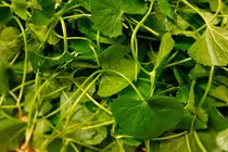 Chữa huyết áp cao, da nổi mụn cực dễ bằng rau má