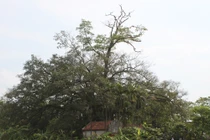 Kỳ lạ cây di sản "ma và thần" ở Vĩnh Phúc