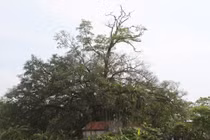 Kỳ lạ cây di sản "ma và thần" ở Vĩnh Phúc