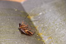 Sự thật bất ngờ về chiêu đuổi gián bằng tinh dầu