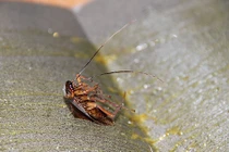 Sự thật bất ngờ về chiêu đuổi gián bằng tinh dầu