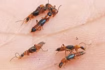 Côn trùng gây hại đến con người thế nào?