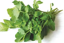 Chữa hôi miệng bằng rau cải xoong