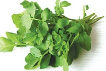 Chữa hôi miệng bằng rau cải xoong