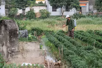 Ăn rau củ hay rau lá ít ô nhiễm thuốc trừ sâu hơn?