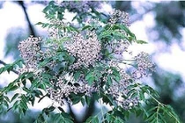 Quả xoan rừng trị mụn cóc, nốt ruồi hữu hiệu