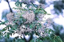 Quả xoan rừng trị mụn cóc, nốt ruồi hữu hiệu