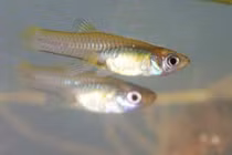 Loài cá diệt muỗi vừa an toàn, vừa tiện lợi