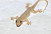 Có nên nuôi thạch sùng đuổi muỗi?