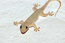 Có nên nuôi thạch sùng đuổi muỗi?