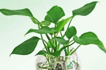 Giải mã tác dụng bất ngờ của bình cây phong thủy