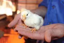 Giống gà quý hơn gà Đông Tảo ở Việt Nam