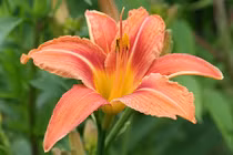 Cách dùng hoa hiên chữa bệnh chảy máu cam, viêm tai giữa