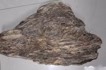 Có tự trồng được gỗ trầm hương?