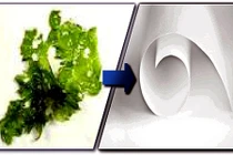 Phát minh hữu ích: Sử dụng tảo làm giấy