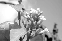 Lá giang vừa ngon miệng vừa chữa nhiều bệnh