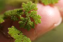 Cách diệt muỗi hiệu quả, tiết kiệm ít ai ngờ