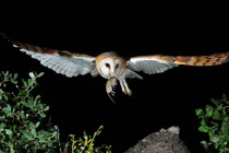 Sự thật về loài chim kêu người chết 